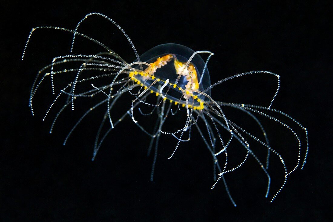 Hydrozoan medusa