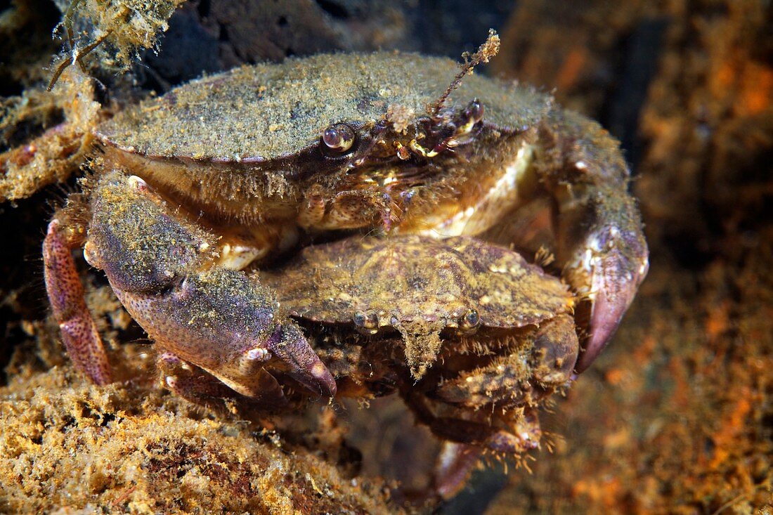 Crabs Japan