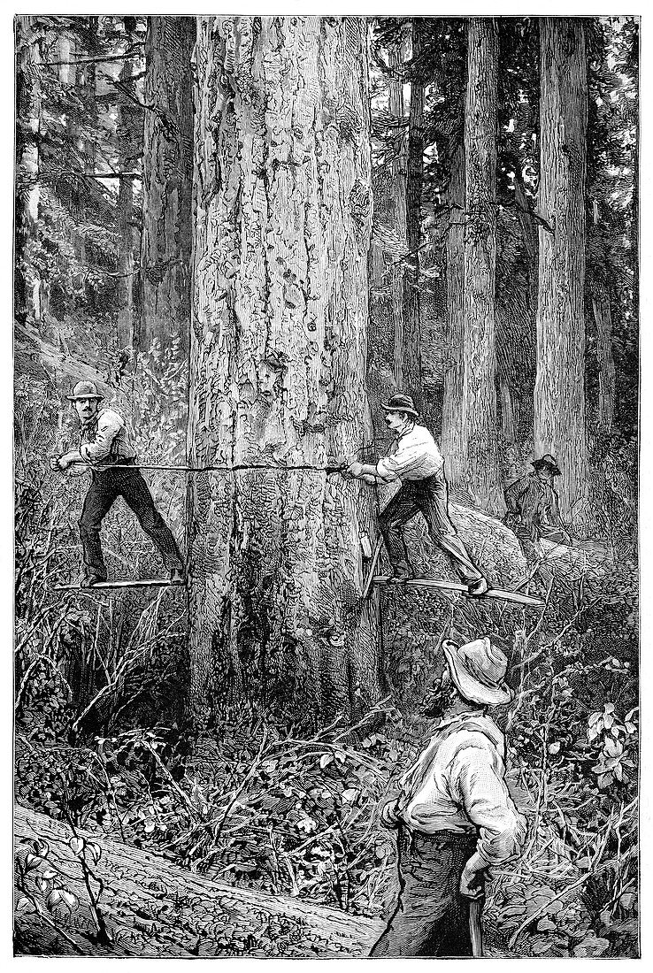 Plantation forestry,19th century