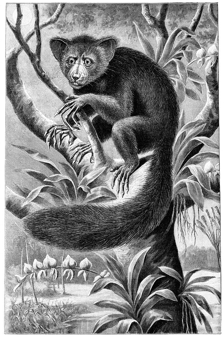 Lemur,early 20th century