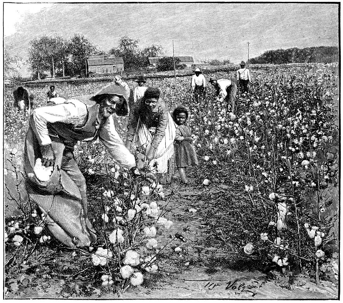 Cotton industry,early 20th century