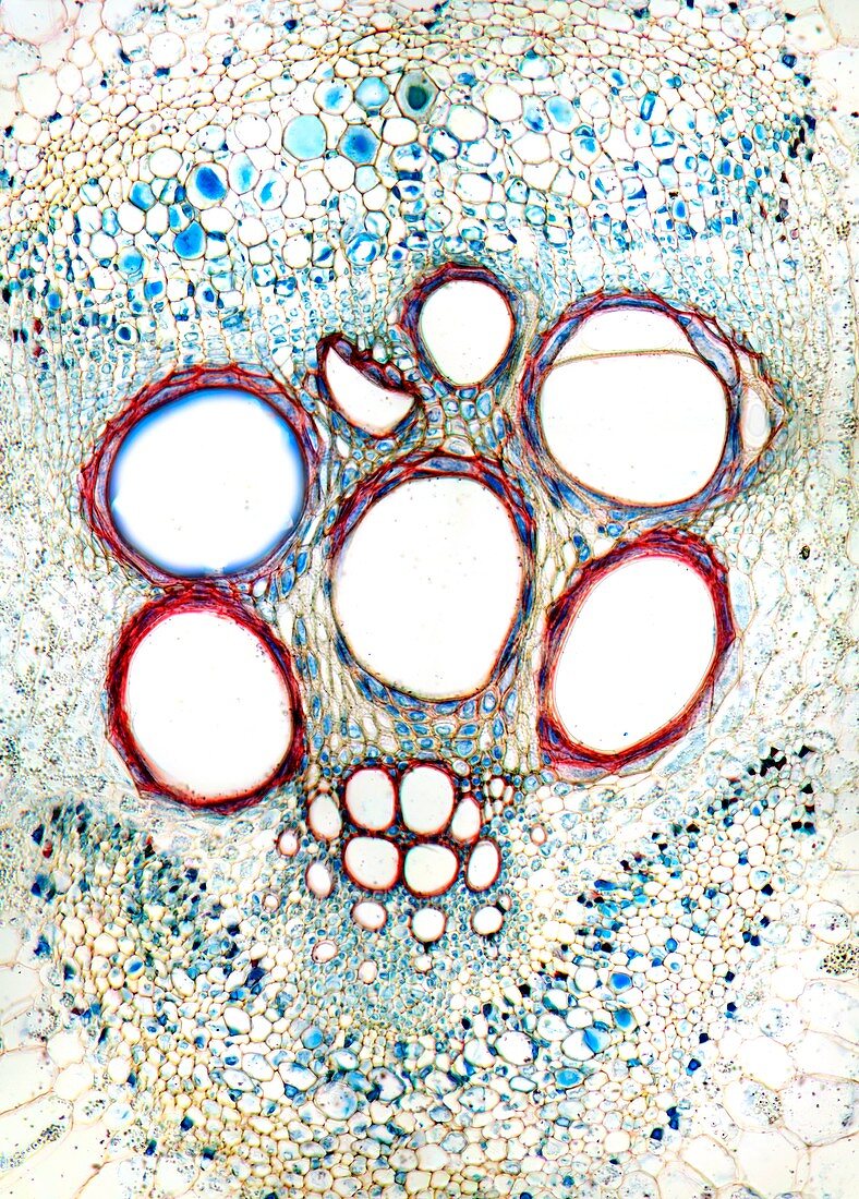 Marrow stem,light micrograph
