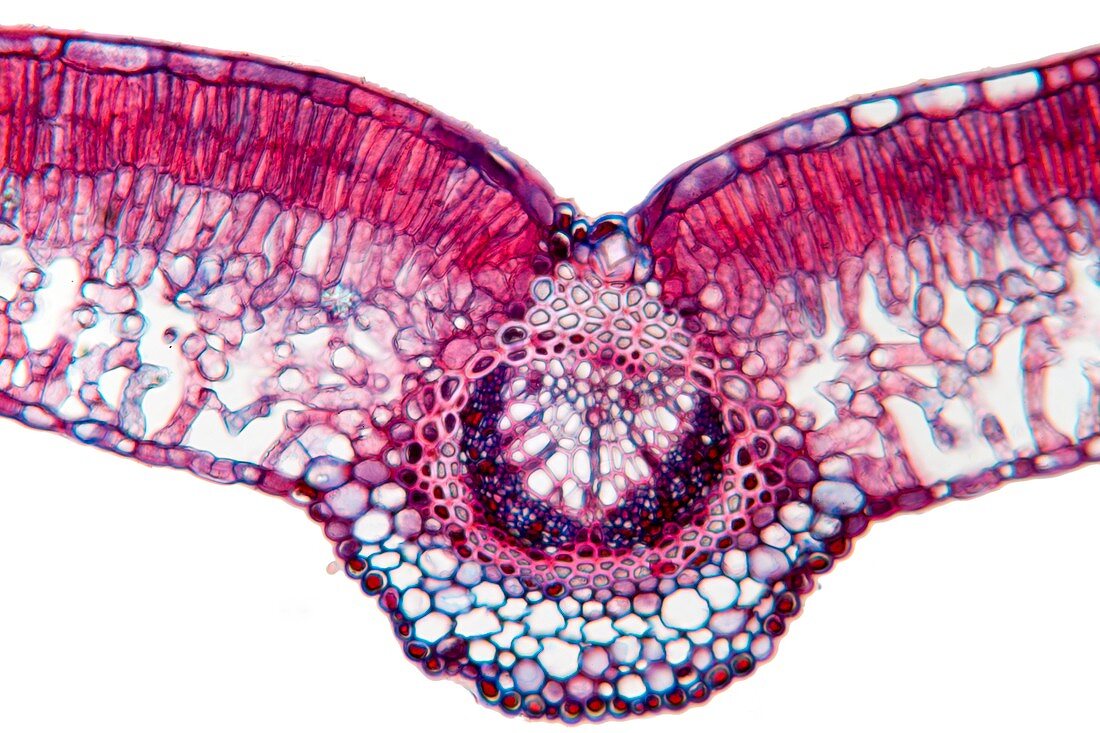 Beech tree leaf,light micrograph