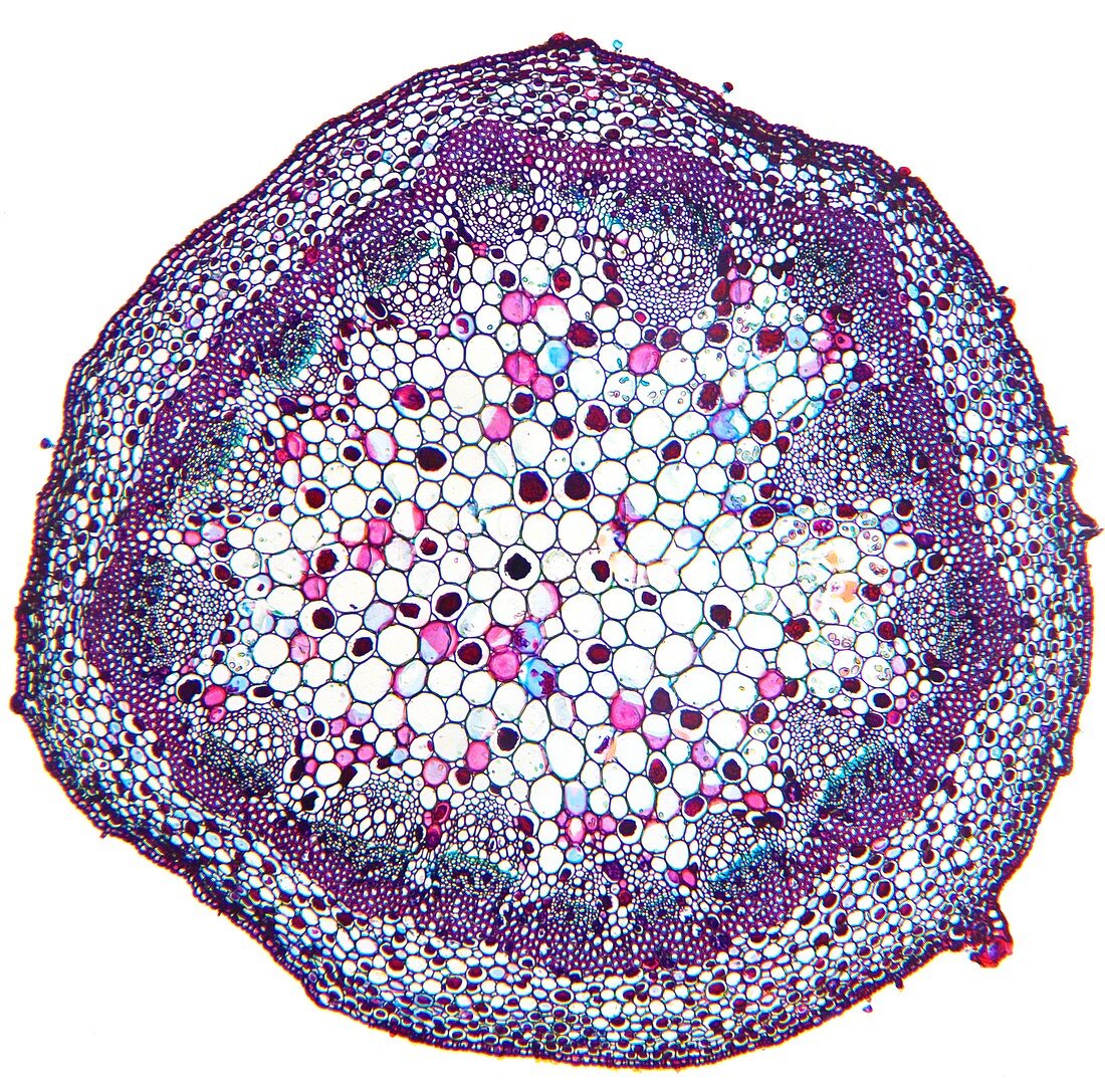 Geranium stem,light micrograph