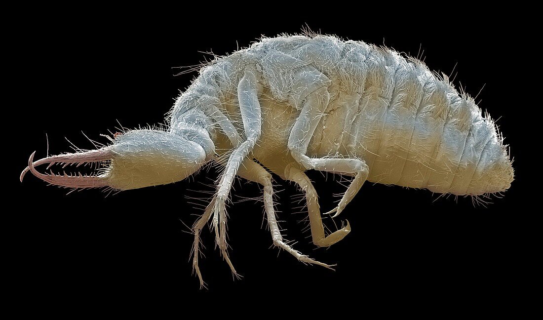 Antlion larva,SEM