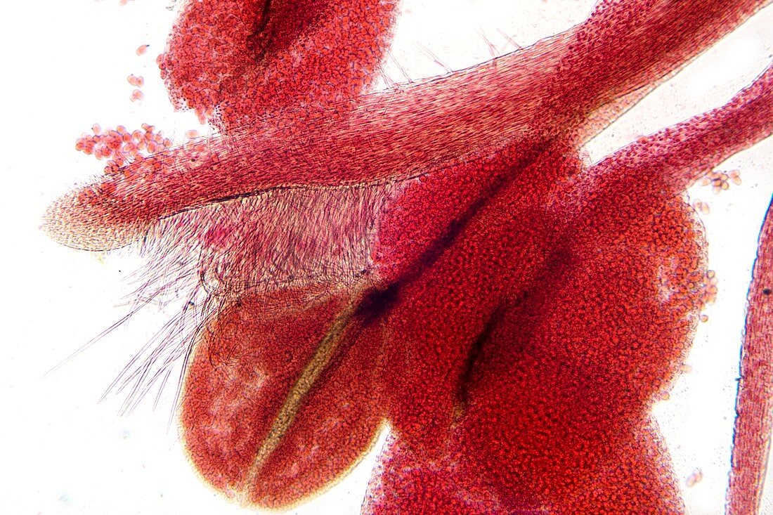 Broad bean flower,light micrograph