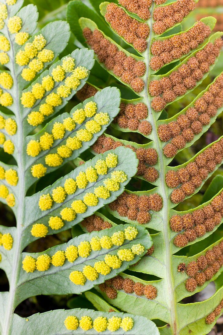 Polypody fern sori (Polypodium vulgare)