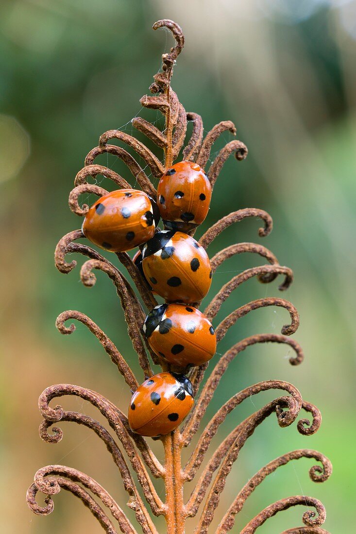 Overwintering ladybird aggregation