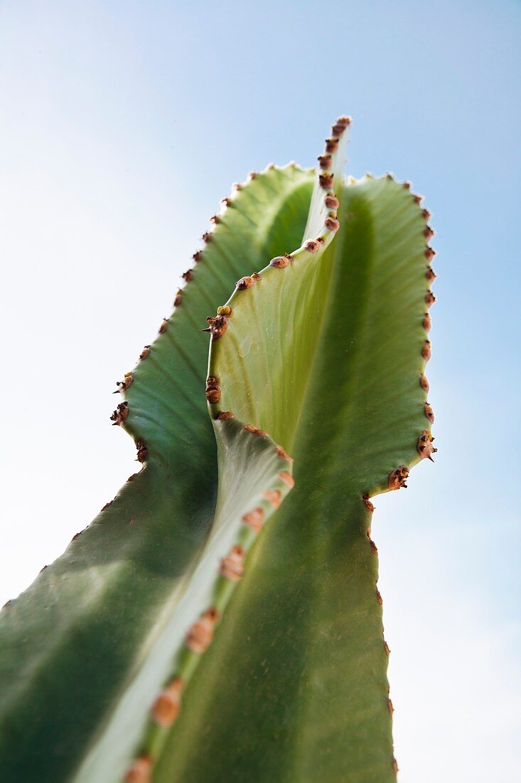 Succulent plant