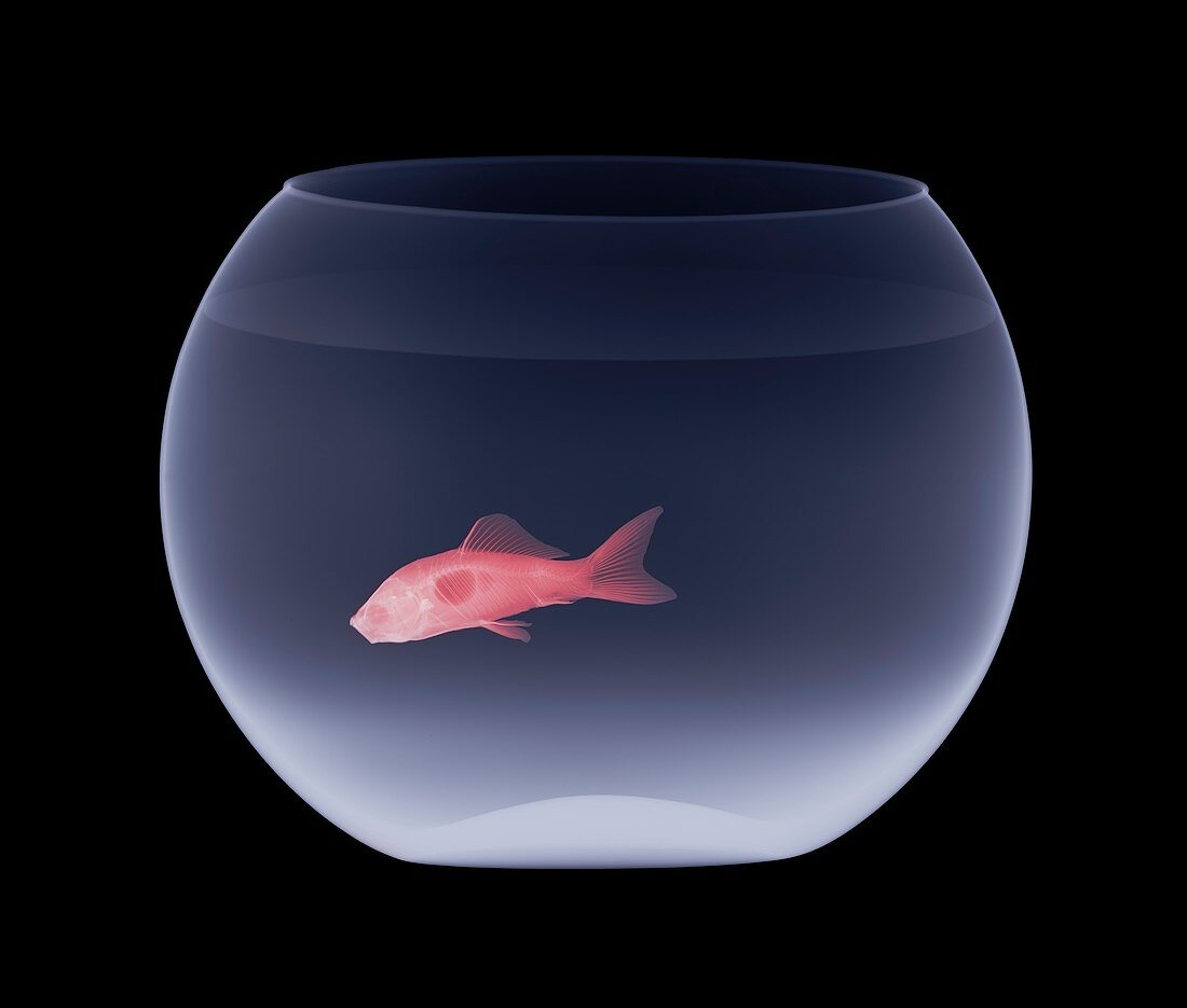Goldfish in a fishbowl,X-ray