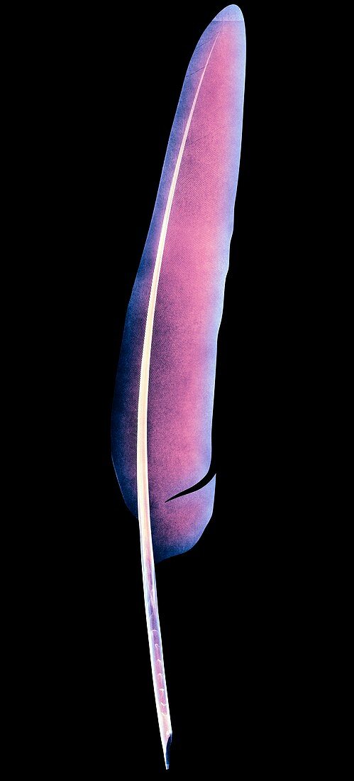 Bird feather,X-ray