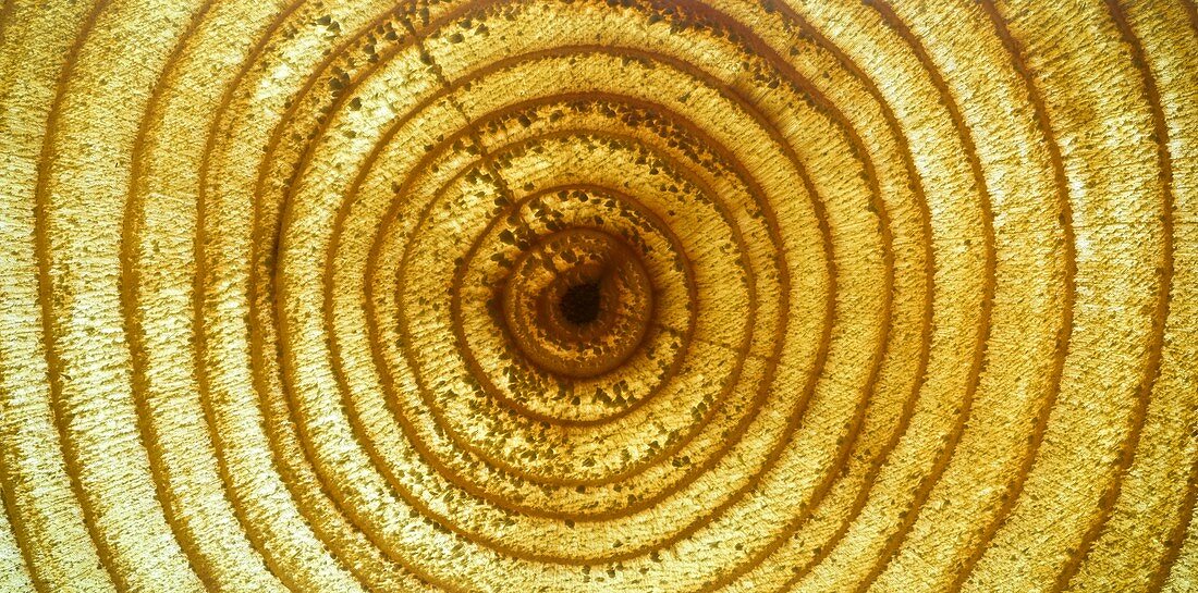 Wood growth rings,X-ray