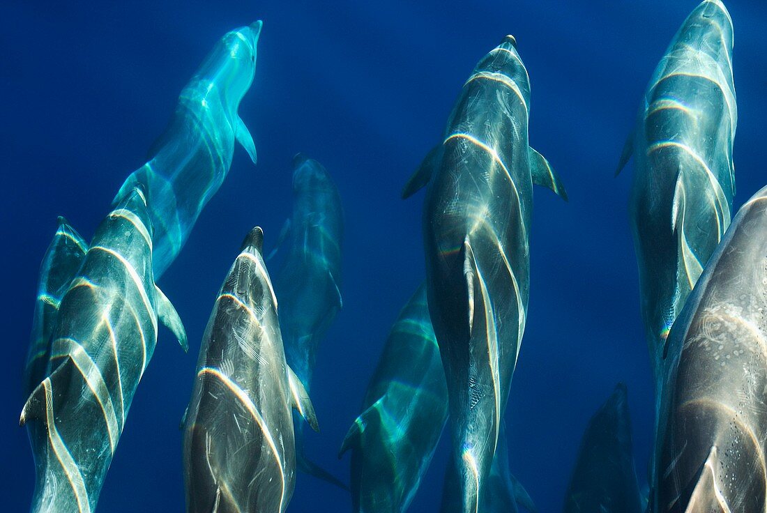 Common bottlenose dolphins