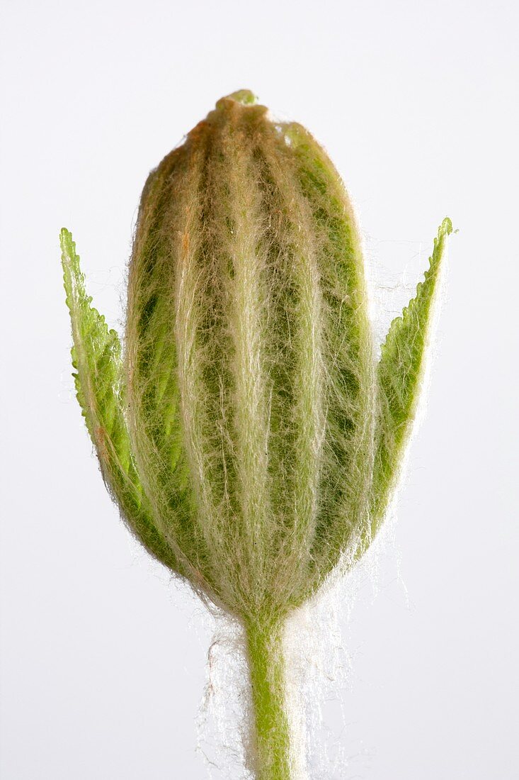 Aesculus hippocastanum leaf development
