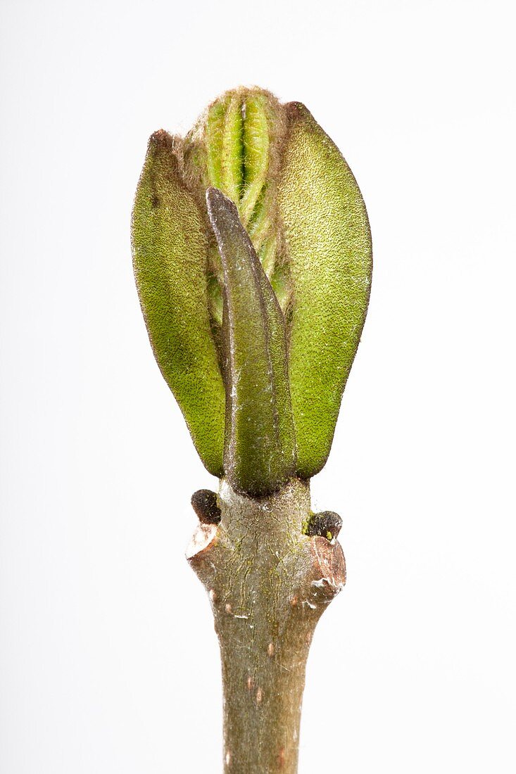 Fraxinus excelsior leaf bud opening