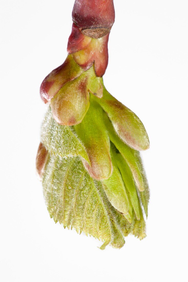 Tilia platyphyllos leaf bud opening