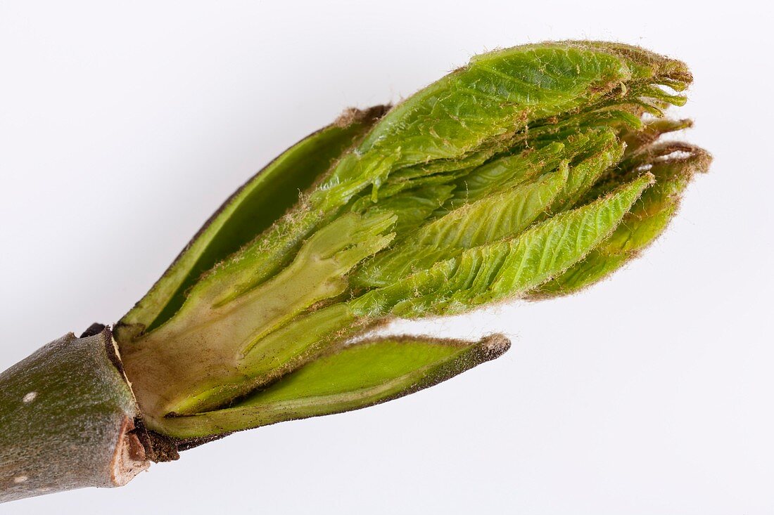 Fraxinus excelsior leaf bud opening