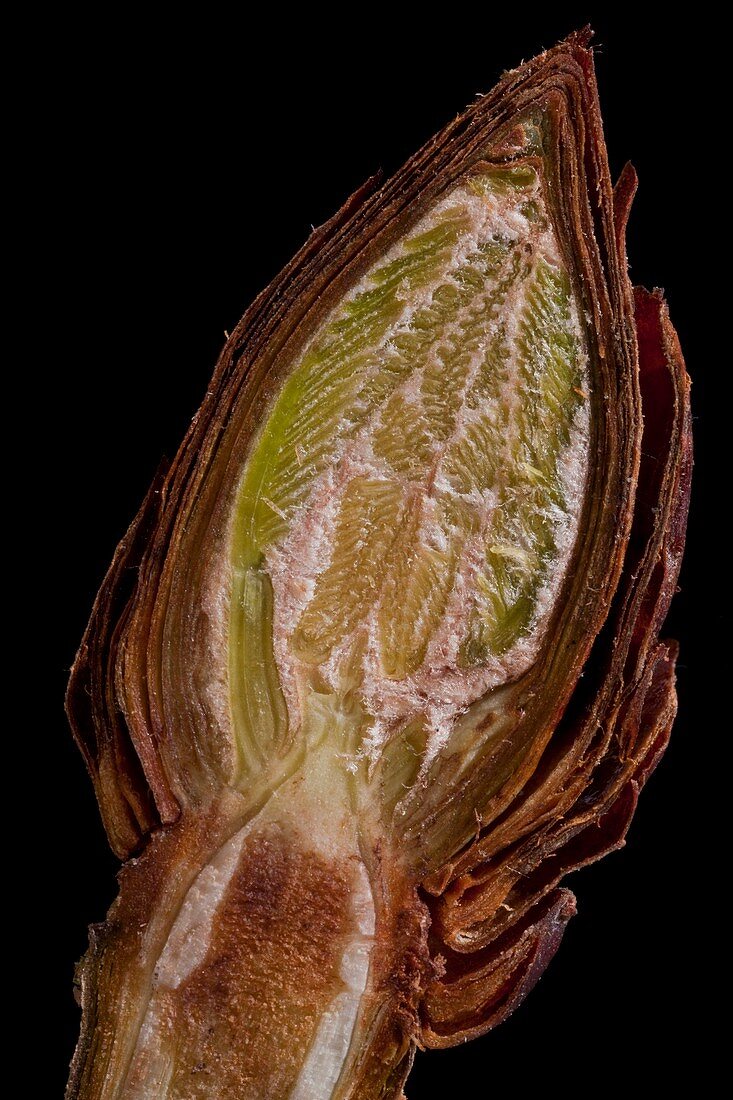 Aesculus hippocastanum leaf bud