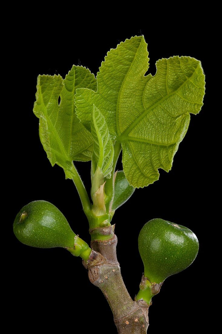 Fig (Ficus carica) tree new growth