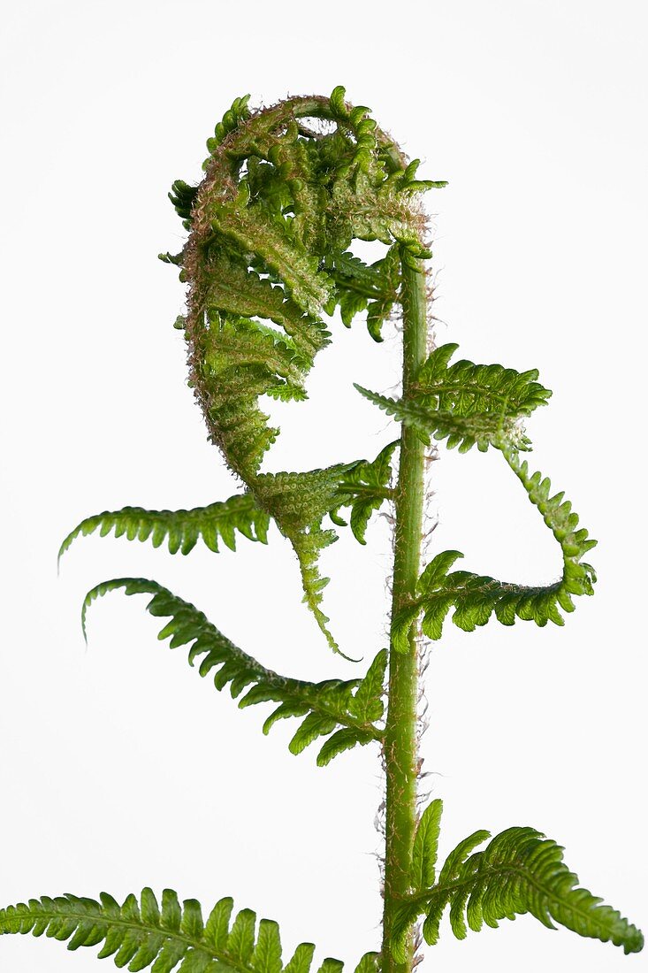 Fern (Dryopteris sp.) leaves developing