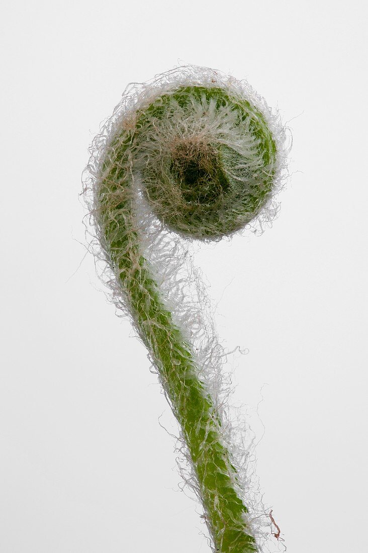 Asplenium scolopendrium leaf developing