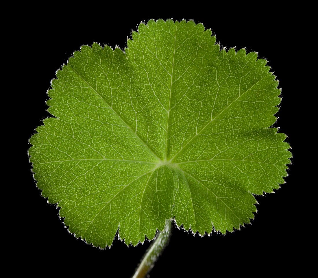 Alchemilla mollis leaf