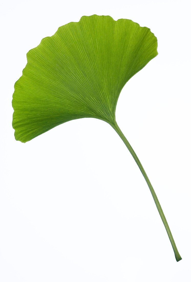 Maidenhair tree (Ginkgo biloba) leaf