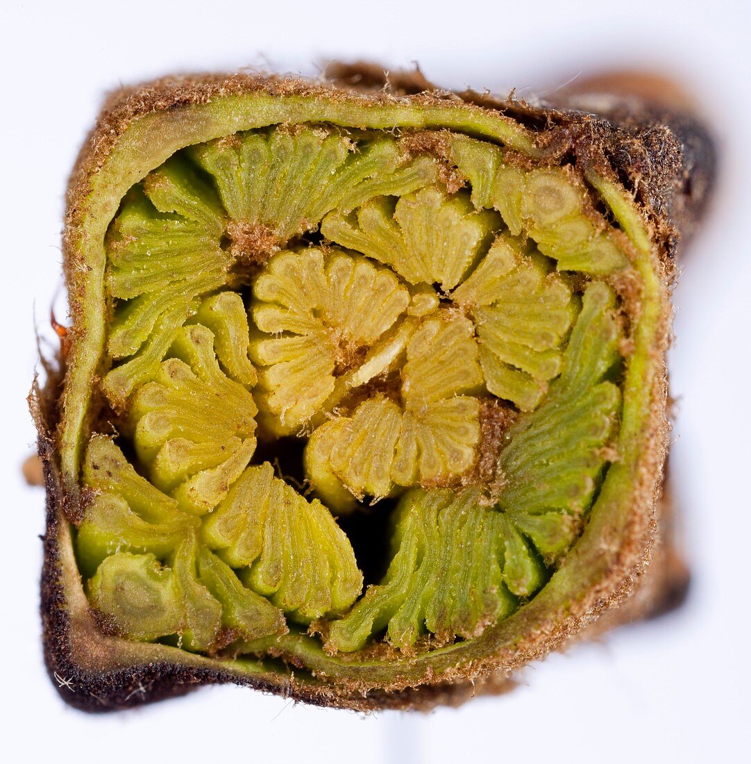 Ash (Fraxinus excelsior) tree leaf bud