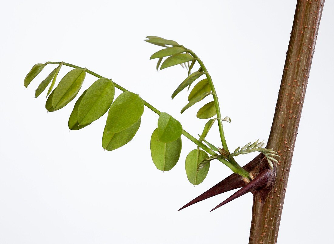 Monkey thorn (Acacia sp.) tree new growth