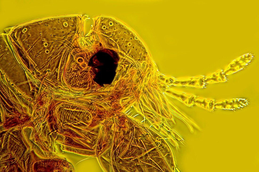 Head of a human flea,light micrograph