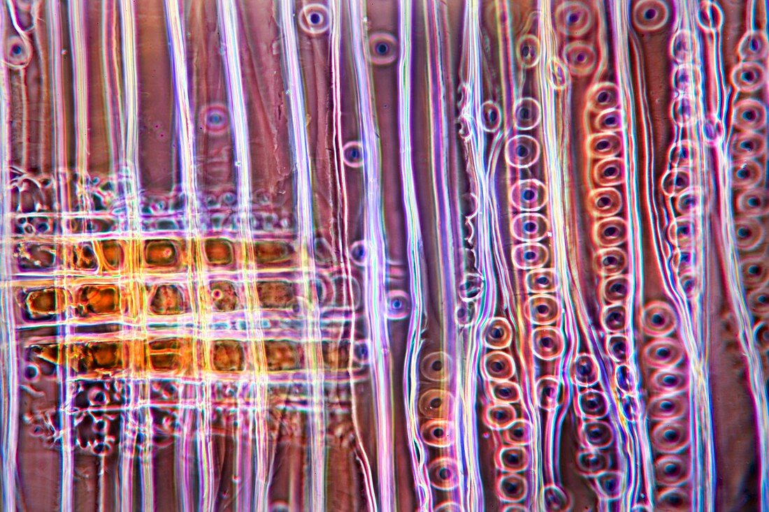 Pine stem,light micrograph