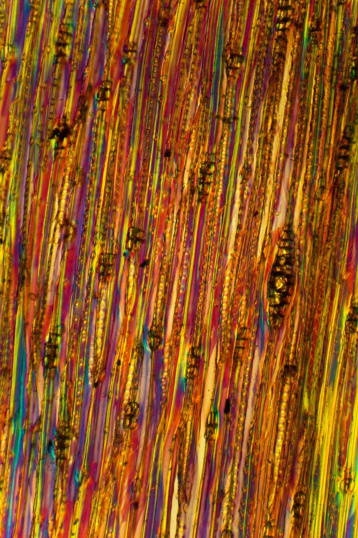 Pine stem,light micrograph