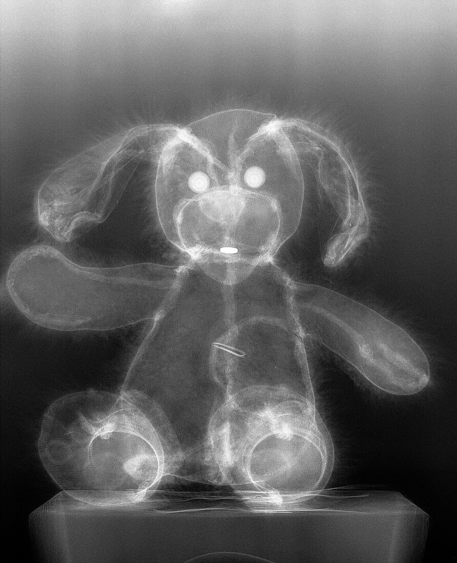 Stuffed toy dog,X-ray