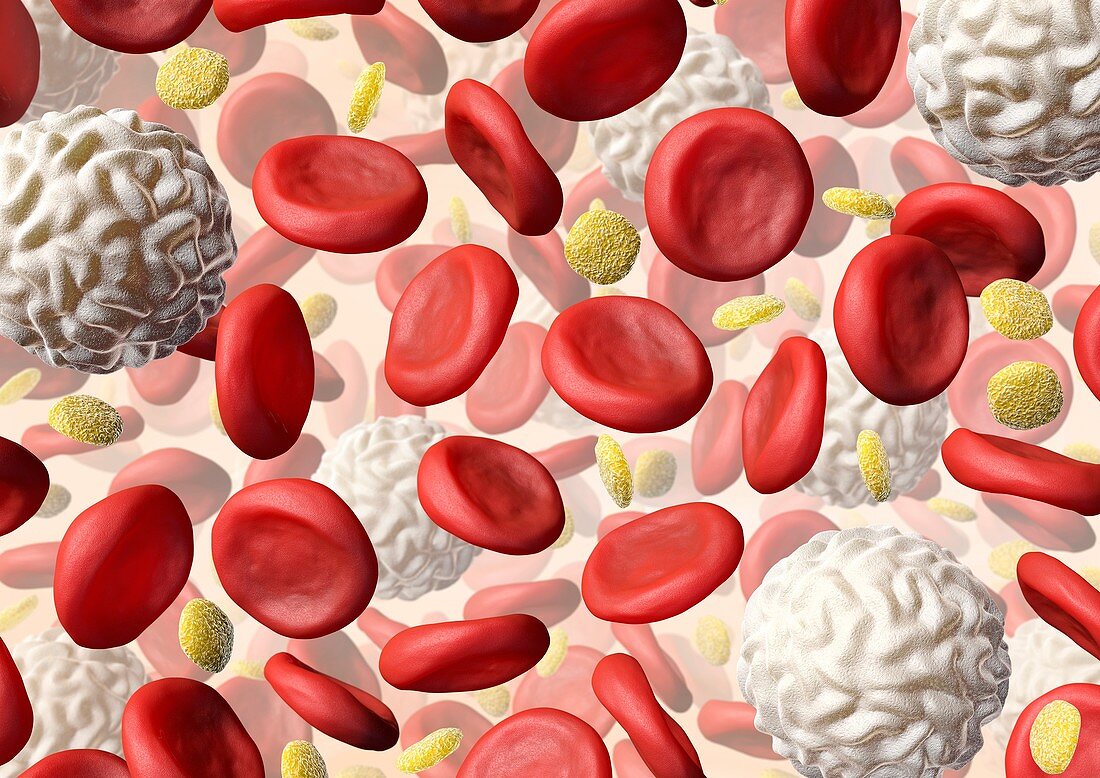 Blood cells,artwork
