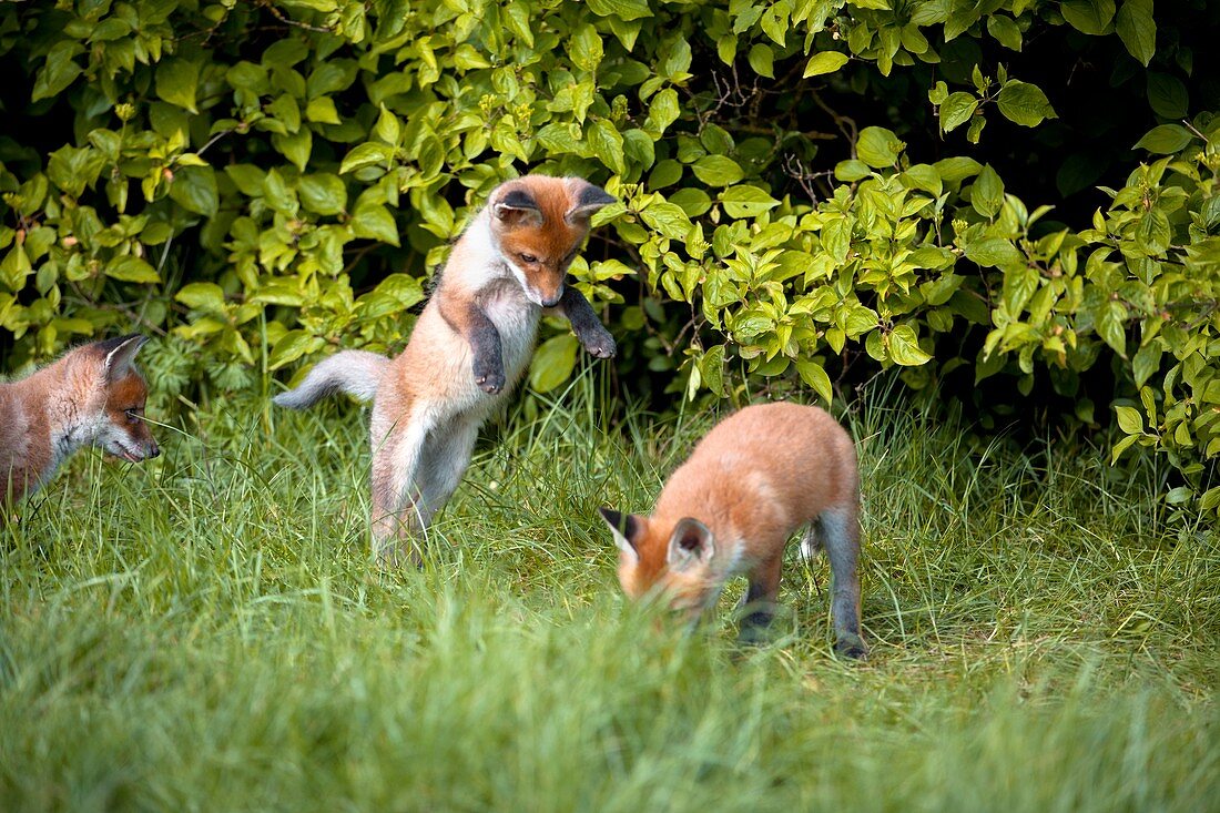 Red fox cubs playing