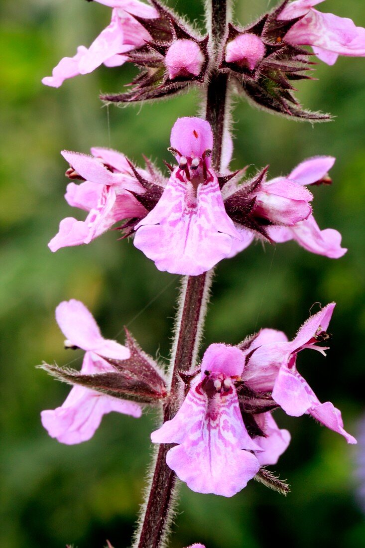 Marsh woundwort (Stachys palustris)