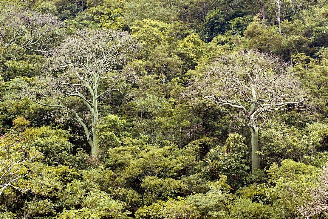 Tropical dry forest,Ecuador