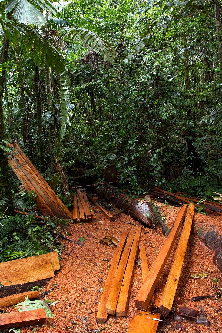 Rainforest logging,Ecuador