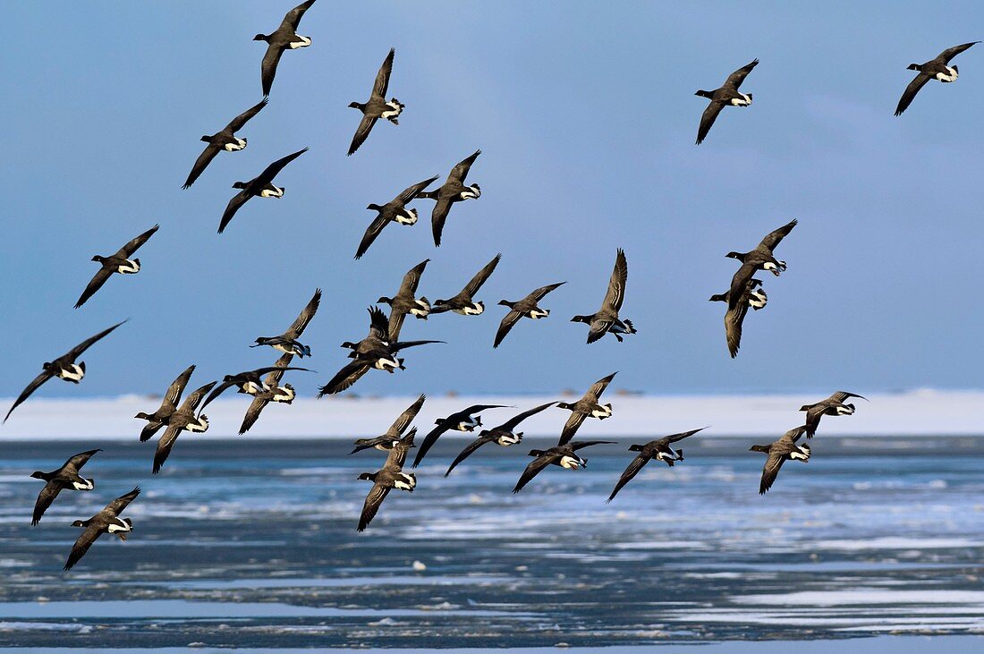 Brent goose flock in flight