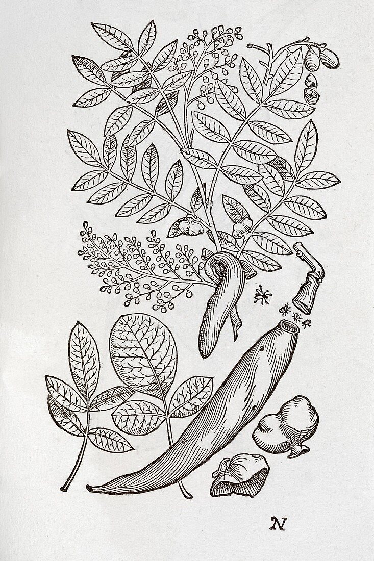Terebinth plant,16th century