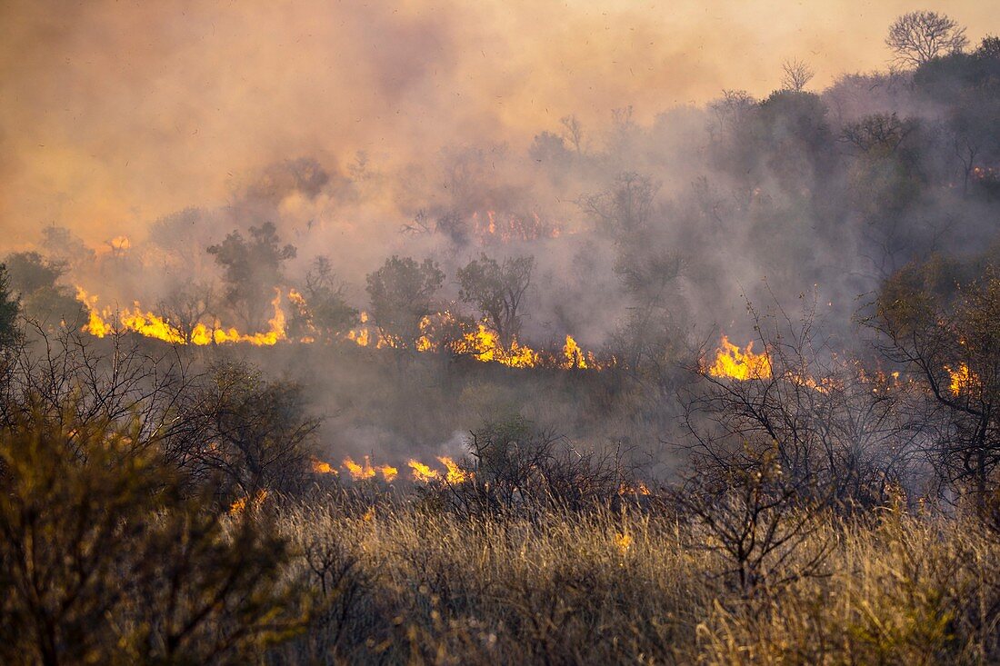 Bush fire,Zimbabwe