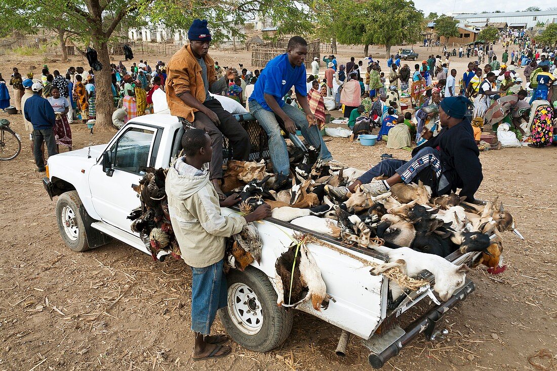 Livestock market,Mozambique