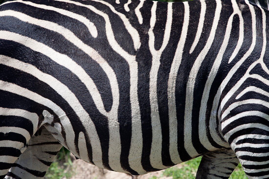 Plains zebra