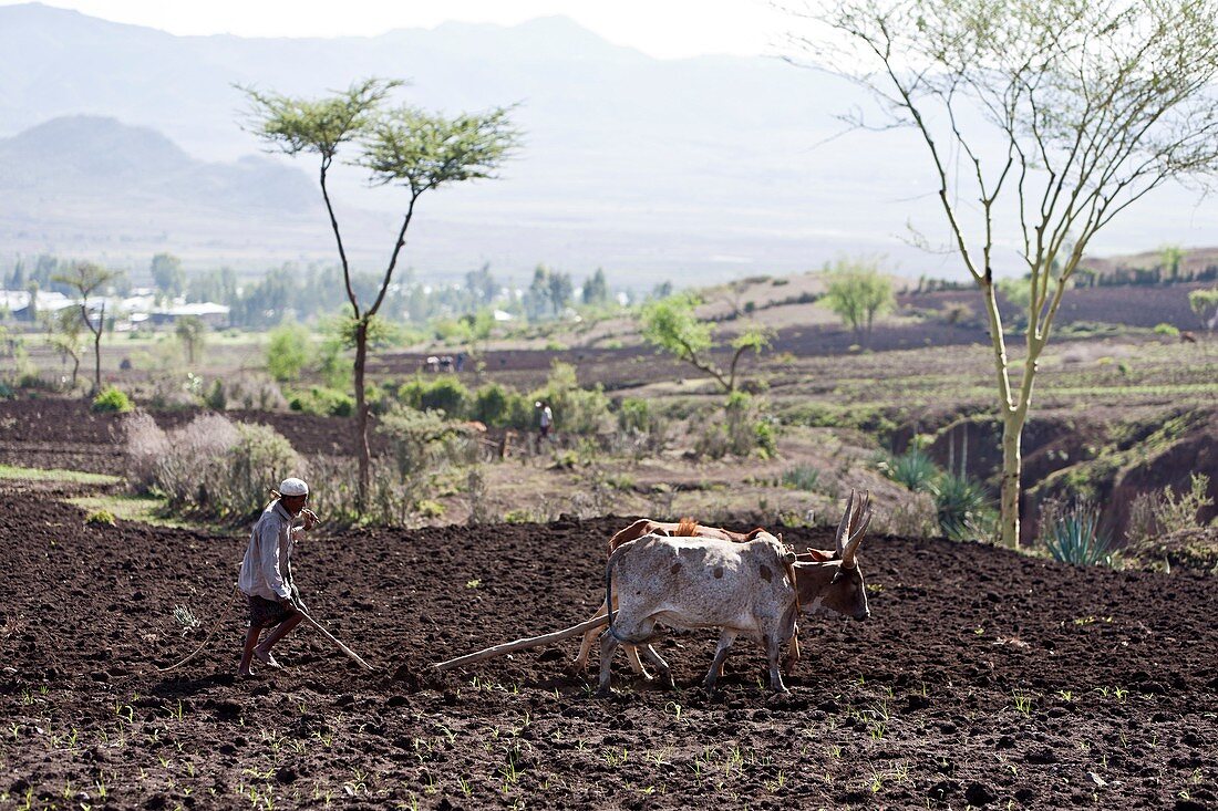 Ethiopian farmer ploughing