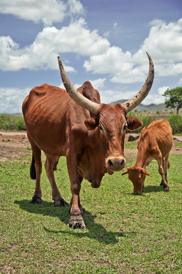 Abyssinian highland zebu with its calf