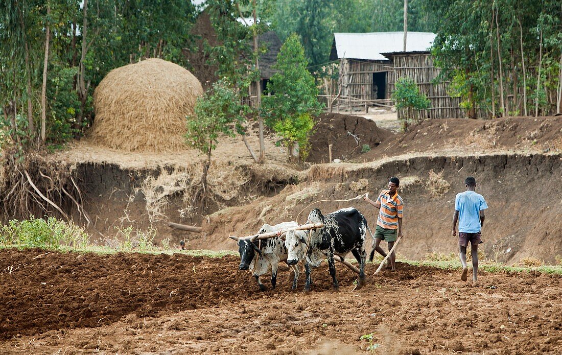 Ethiopian farmers ploughing