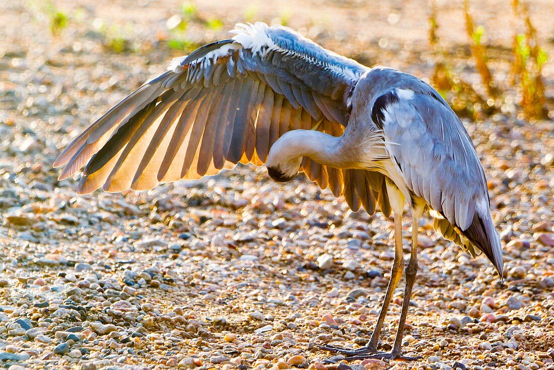 Grey heron preening its wing feathers