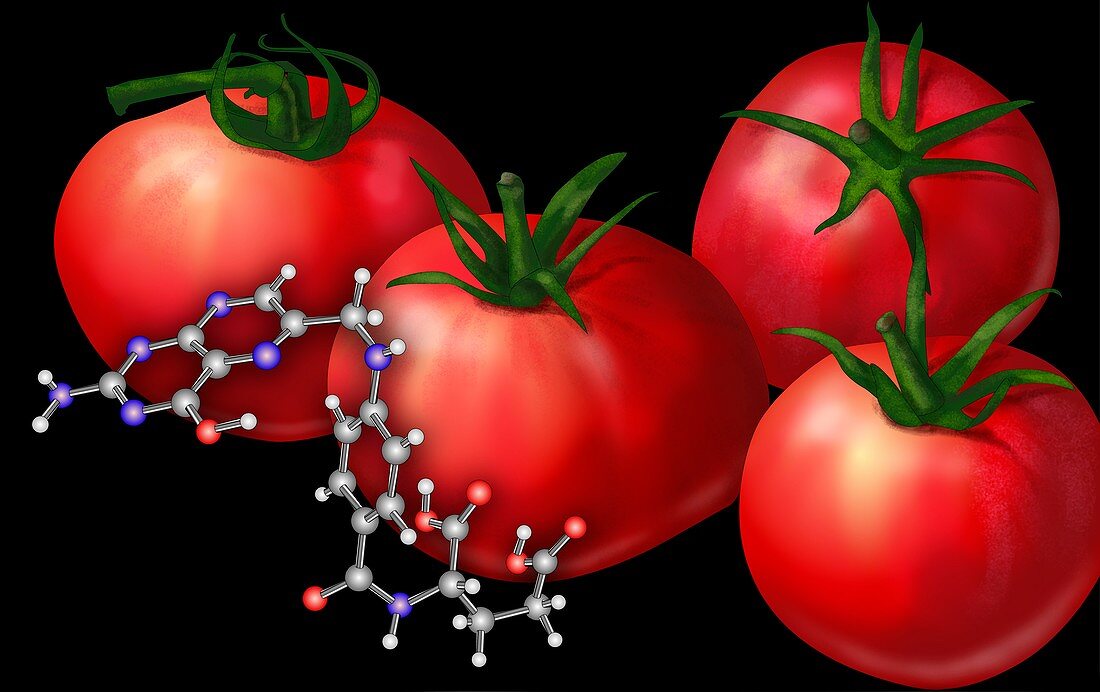 Genetically engineered tomatoes,artwork