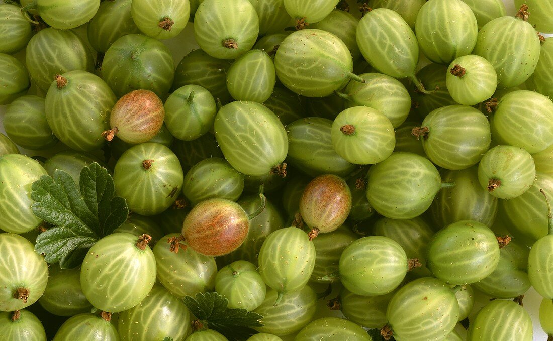 Many Gooseberries