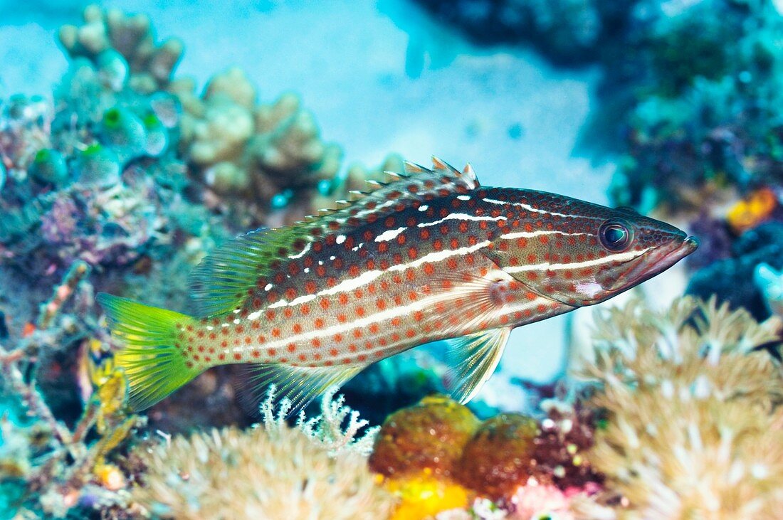 Slender grouper